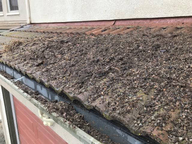 pigeon-mess-covering-roof